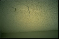 drop tube from ceiling made by Heterotermes aureus